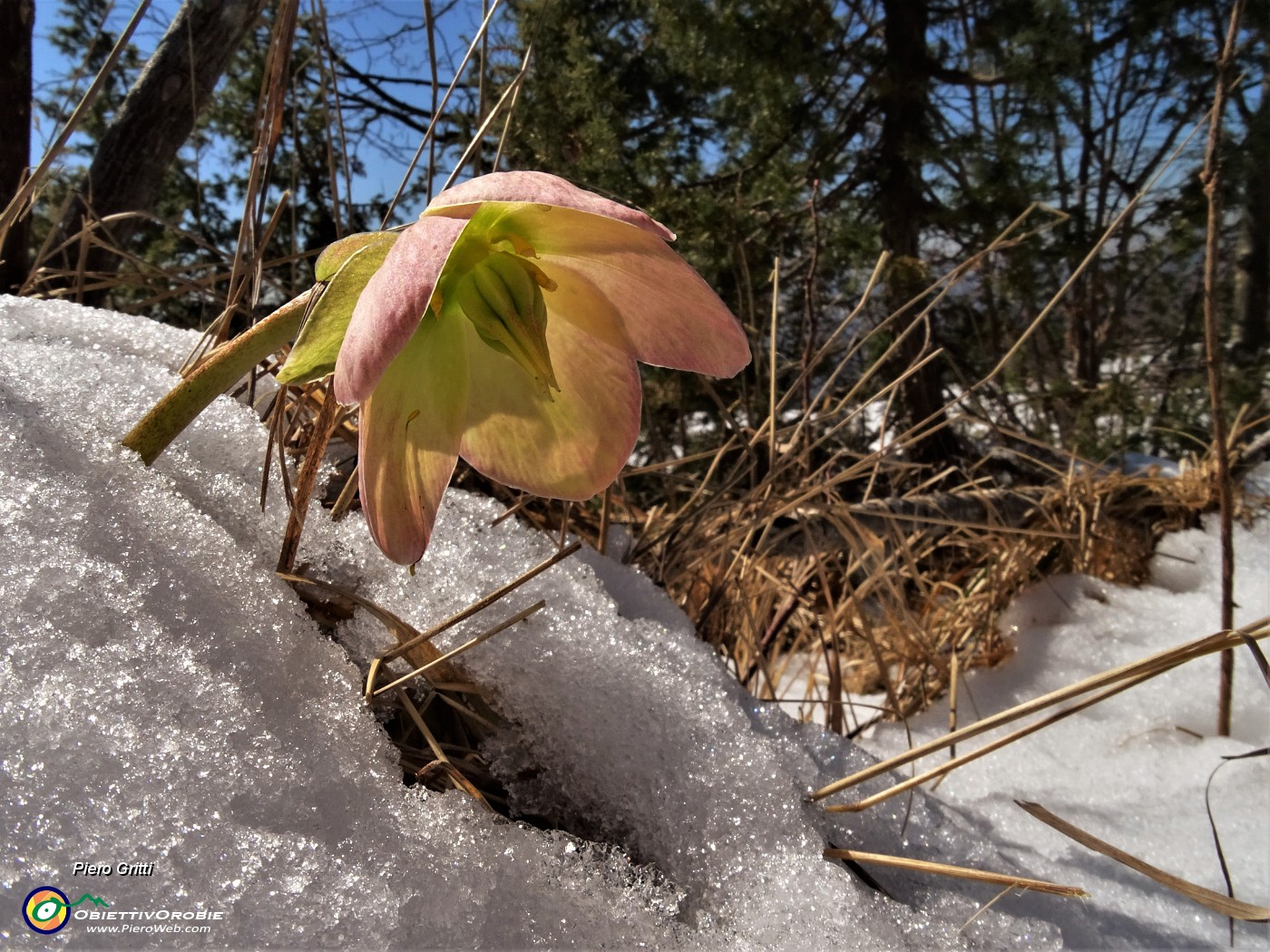 02 Sui sentieri gli ellebori baciati dal sole si stanno scrollando di dosso la neve aprilina.JPG